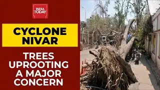 Are Trees Uprooting A Major Concern Considering Cyclone Nivar's Magnitude? | News Today With Rajdeep