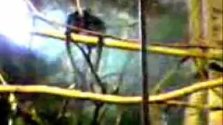 ZOO REPORT