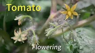 Tomato #5 Time Lapse | Grow Up House Plant | Flowering | Home Gardening