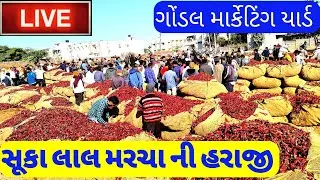 Gondal સૂકા લાલ મરચા નો ભાવ mirchi ke price redchilli bhav 30-01-2023 Gondal marketing yard ગોંડલ