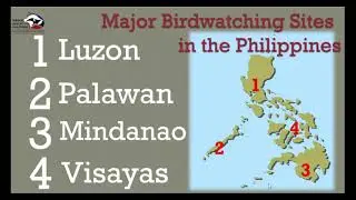 Birding in the Philippines, Luzon and Palawan by Adrian Constantino on May 6, 2022