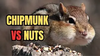 You Won&rsquo;t Believe What This Chipmunk Does with Its Nuts! FUNNY Animal Behaviour