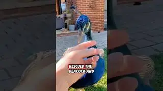 This helpless peacock was rescued by a kind family, and then this happened #rescue #peacock