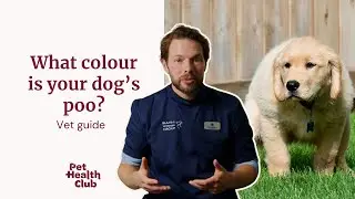 Your dog's poo colour 💩 | What the colour means for your dog's health