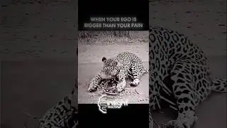 When your ego is bigger than your pain