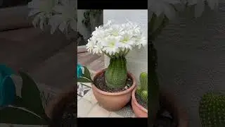 cactus 🌵🌵🌵 plantas m&aacute;s ex&oacute;ticas del mundo 😍🌍 en este canal suscribete 😍