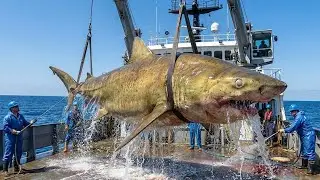 Monster Sharks on the Line &mdash; Inside the Brutal Reality of Longline Fishing