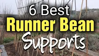 6 Best Runner Bean (Pole Bean) Frame, Poles and Supports for the Garden | Gardening for Beginners