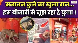 Bijnor Viral Dog: Delhi hospital में कुत्ते का इलाज, गांव वाले कुत्ते का कर रहे इंतजार | Zee UPUK