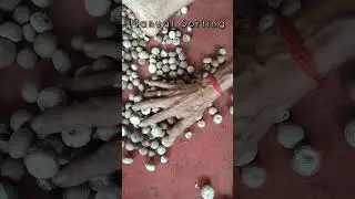 Traditional Betel Nut Sorting by Hand | Skill & Precision l Manual method l