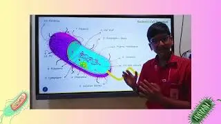 Inside the Bacterial Cell: A Creative Exploration by Grade XI | Prokaryotic Cell Structure Explained