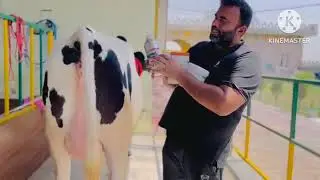 Sukhbir dhanda DAIRY FARM #video #cow #vlogs #animals