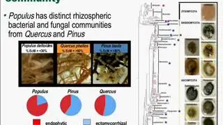 Gerald Tuskan - Plant-microbe interactions in root endophyte and rhizosphere communities of Populus