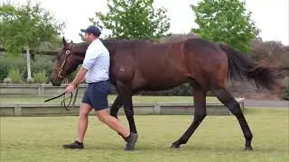 Wild Ruler x Tarabai - Yearling colt