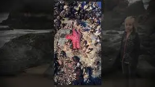 SeaStars at Marshall's Beach Fall 2017