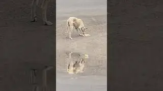 dog eating biscuits🐕🐶#shorts#viral#cutedog