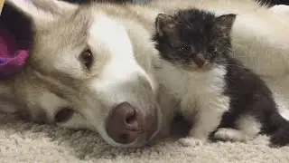 Znaleźli ledwo żywego kociaka i przynieśli go do domu. Reakcja Husky'ego zaskoczyła wszystkich.