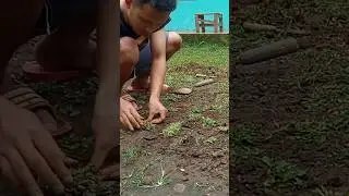 Cara Menanam Rumput Gajah Mini #shorts #reels #rumputgajahmini #rumputgajah #rumput