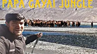 Papa Gayai Jungle||Glass Ko छोड़ने🐫||Camel Ka Nick Name Glass😜#Dailyvlog#ladakhiyoutuber