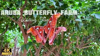 Aruba Butterfly Farm | 4K Guided Walking Tour