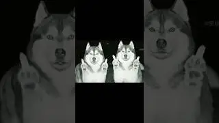 Don't be curious about what the Husky is up to!  #Husky #MagicalAnimals