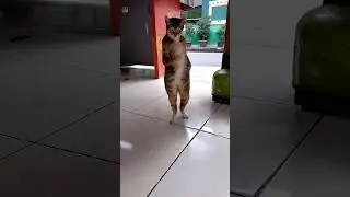 goyang mujaerrr 😂😂 #cat #funny #imut #cute #kucinganggoralucudanimut #kucing #mujer