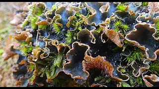 Felt lichen   Peltigera malacea   by  Theo