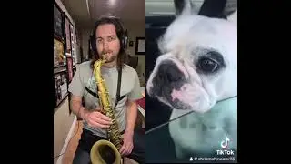 Sax duet with AtilaKw & Walter Geoffrey the Frenchie