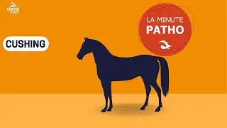 Minute Patho Cheval Energy - la maladie de Cushing