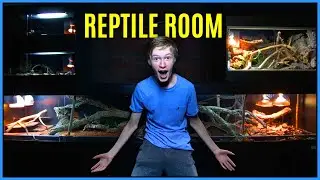 REPTILE ROOM TOUR JUNE 2020 - Meet My Reptiles June 2020 - ALL My Pet Reptiles in ONE Video