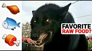 What is Kurgan's Favorite RAW Food? - Liver, Beef, Fish or Chicken? - Taste Test