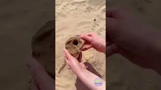 Advertencia de spoiler: No era una concha 🐚🏖️ #divertido