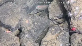 Deep-sea life in a massive hydrothermal field