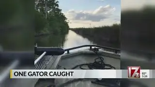 Gator caught during eastern NC hunt