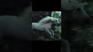 Unicorns have featured in many cultures going as far back as the classical age, including the