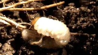 A white grub or June beetle larva (video by B. M. Drees)