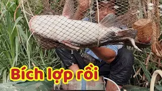 Thăm Lợp Cá Sau 10 Ngày Trúng Toàn Hàng khủng 