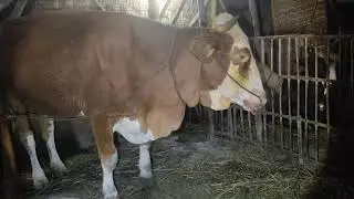 H382 Combor Sapi Simental Hamil-H75 di Sore Hari | Sabtu 10 Januari 2026