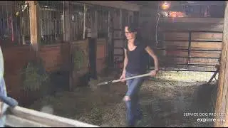 Barn care and readjustment Janine Colby n Wanda 2 new rescues 7152021