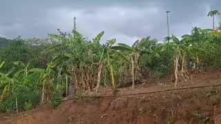 Esperando  a chuva chegar, ☔️  para  molhar  nossa  terra 