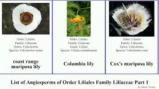 List of Angiosperms of Order Liliales Family Liliaceae Part 1 lily fritillaria mariposa amana clay