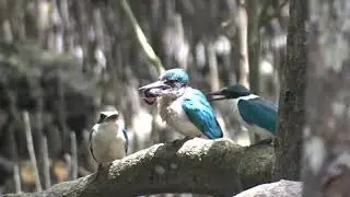 Kingfisher Hen Feeding her Chicks
