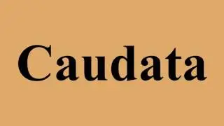 Caudata