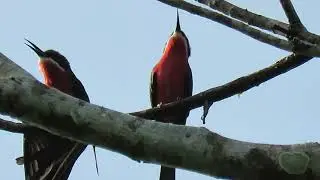 Rosy Bee eaters 1
