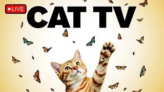 🔴12HOURS LIVE : CAT GAMES | Best Fun and Relaxing Videos for Cats to Watch Episode01🐝🐞🦋🦎🦜