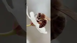 🤔🤔🤔🤔Let's know how honey 🍯 makes bees