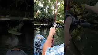 Bass Hit HARD! #fishing #catch #oregon #bass #largemouth #creek #pnw #bite #kayak
