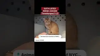 ‼️EUTH LISTED‼️ TIMESTAMPED 9-27! LETS SAVE REESE! NEW YORK CITY 212-788-4000! #urgentcats