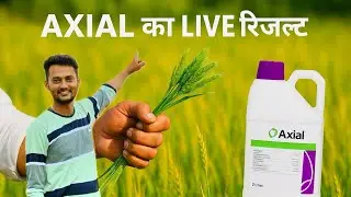 axial herbicide syngenta full details in hindi।pinoxaden 5.1 ec herbicide।phalaris minor control