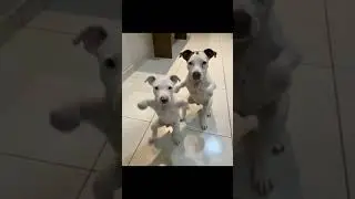 Perros Bailando - #dance #dancevideo #running #dog #doglover #dogshorts #doglife #IA